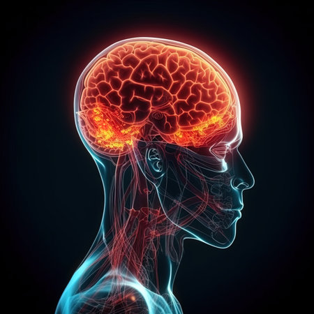 Human brain anatomy, 3D illustration of human head with highlighted brain