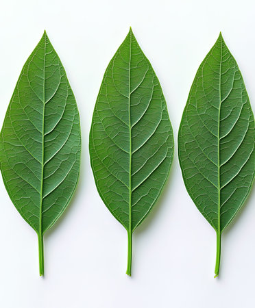 Green leaves on white background. Flat lay, top view, copy spaceの写真素材