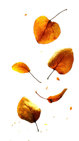 Fallen autumn leaves isolated on white background. Yellow and orange colors.