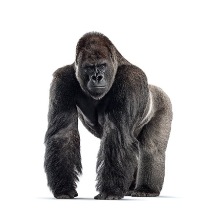 Gorilla in front of a white background, side view.の写真素材