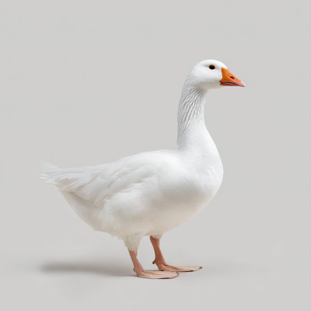 White goose isolated on gray background. Side view. Copy space.の写真素材
