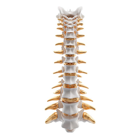 Human spine isolated on white background. 3d render. Side view