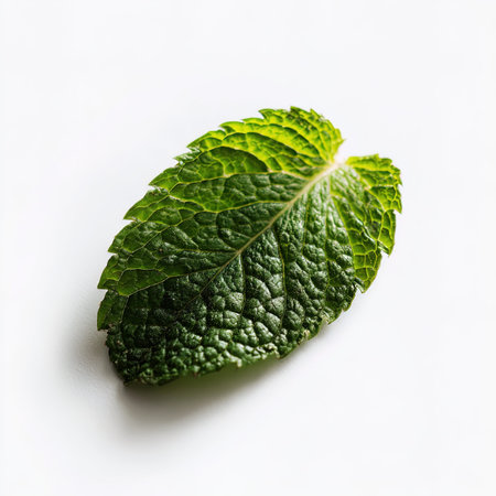Fresh mint leaf isolated on white background. Shallow dof.