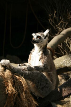 Lemur