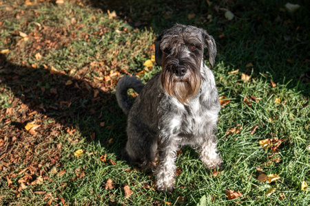 Adorable Schnauzer dog sitting on green grass outdoors, cute pet with wiry coat and expressive face...