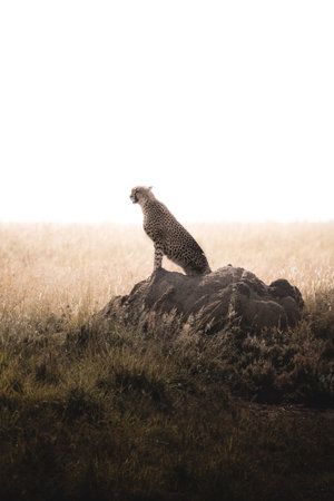 Cheetah sitting on a rock and looking away, Serengeti, Tanzaniaの写真素材