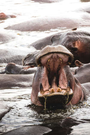 big hippopotamus open mouth in the pondの写真素材