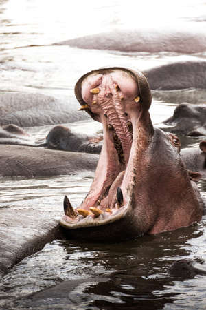 big hippopotamus open mouth in the pond