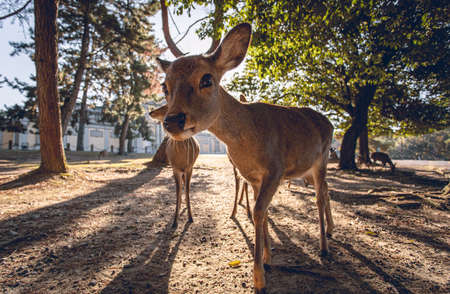Japan Kyoto Nara Park Deer And blur background closeupの写真素材