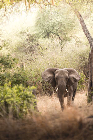 Large elephant with tusk in Tanzania. Vertical image.の写真素材