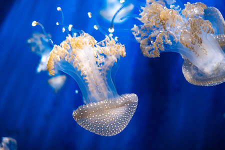 Jellyfish swim in the sea.Rays of the sun underwater.の写真素材