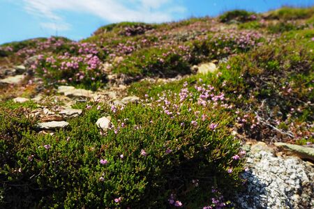 Wild mountain flowers growing on rocks in Czech Republicの写真素材