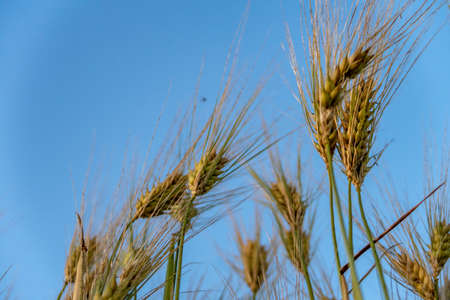 Organic cereals ripening in the summer