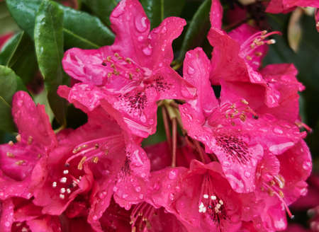 Flowers in the morning dewの写真素材