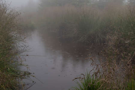 Morning fog over a grassy pond in summer.