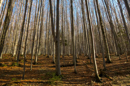 Autumn trees with colorful leaves in beautiful sunshine