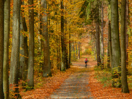 Autumn trees with colorful leaves in beautiful sunshineの写真素材