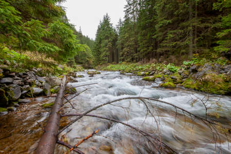 A mountain stream flowing through the Tatra forest