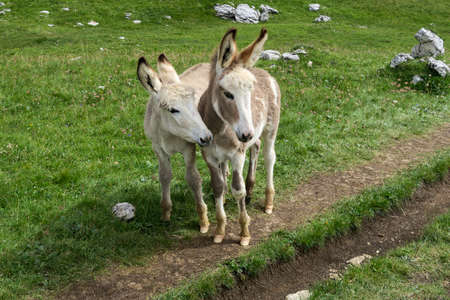 Wild donkeys in a meadow in the Dolomites mountains