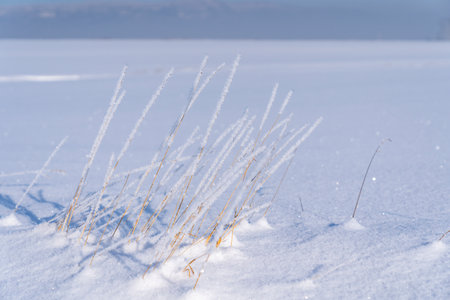 Frosted and frosted dry grass breaking through from under a thick layer of snowの写真素材