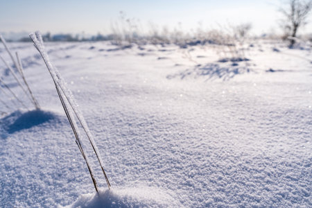 Frosted and frosted dry grass breaking through from under a thick layer of snowの写真素材