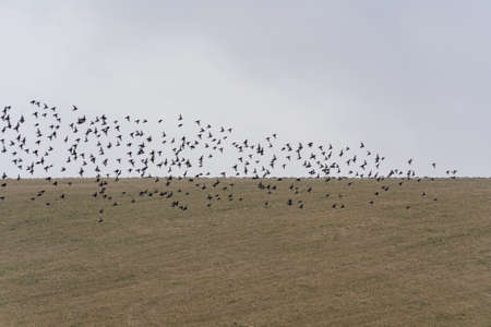 Wild birds in flight over a field meadow in late winterの写真素材