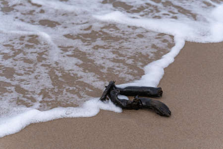 A thrown stick on a sandy beach, washed by gentle sea wavesの写真素材