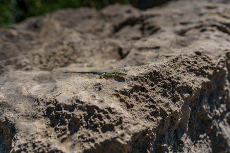 A small lizard basking on a warm rock in the sunshineの写真素材