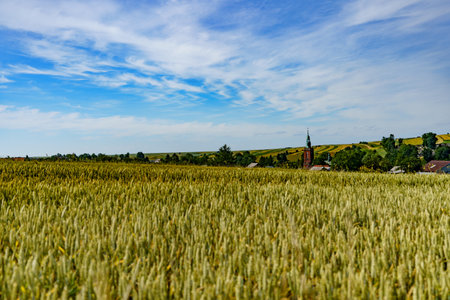 A small hidden church in the midst of farmland where grain growsの写真素材