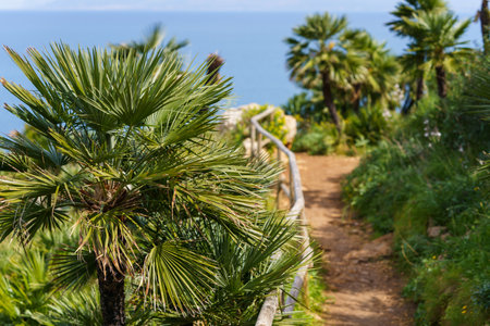 Beautiful palm trees growing in a mountainous slope near the sea and overlooking the sea.の写真素材