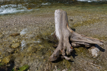 Roots of a broken tree branch submerged in a rushing riverの写真素材