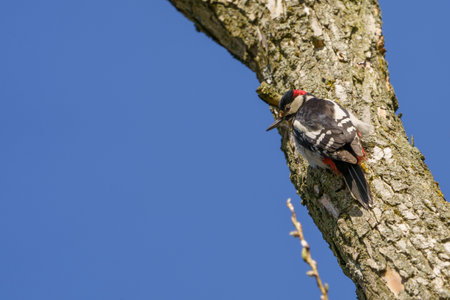 A bird, high in a tree, clinging to the tree shoulder, between the branches.の写真素材
