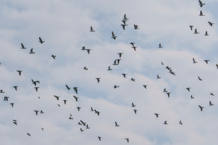 A very large number of birds soaring under a sky with delicate clouds.