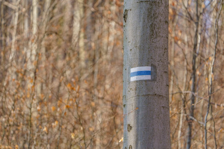 A hiking trail marker painted on a treeの写真素材