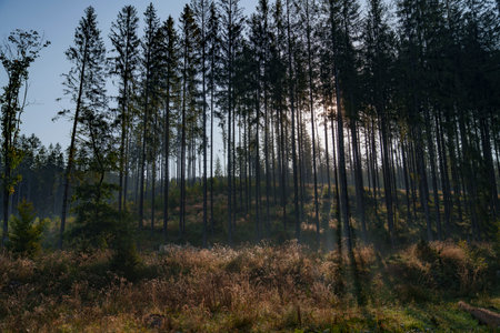 Densely overgrown vertical trees form an autumn forestの写真素材