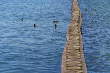 Wild birds feeding just off the wooden sea breakwater on the calm wavesの写真素材