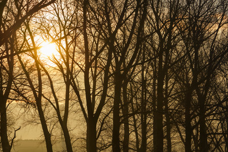 A hazy setting sun between treesの写真素材