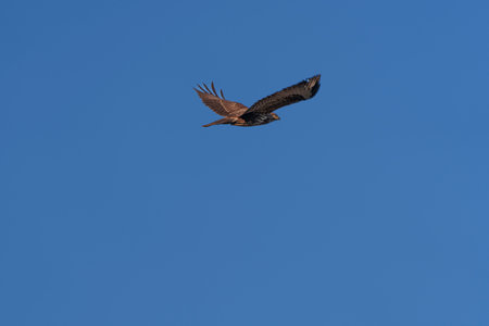 A beautiful solitary falcon against the blue sky