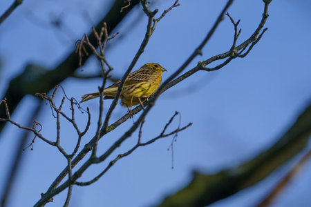 Hidden among the tree branches is a small yellow bird