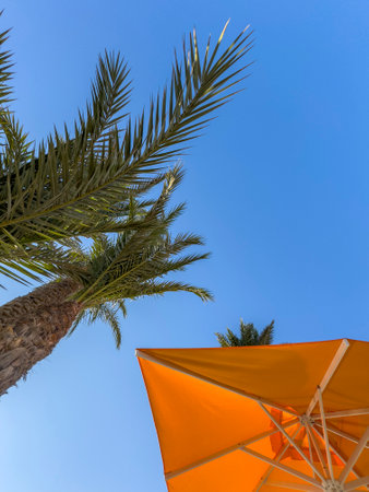Tall palm trees with an orange sunshade against a blue summer skyの写真素材
