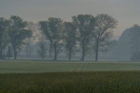 Partially blooming rapeseed field in soft spring light, with trees in the background and a layer of morning mist.の写真素材