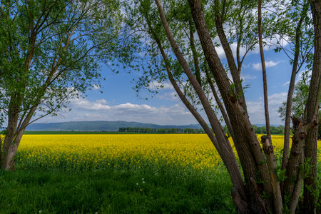 Rapeseed field framed by spring trees with mountain backdropの写真素材