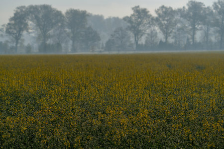 Partially blooming rapeseed field in soft spring light, with trees in the background and a layer of morning mist.の写真素材