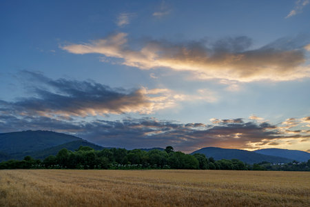 A ripe wheat field in front of mountains and scattered trees, lit by the soft light of sunset behind clouds.の写真素材