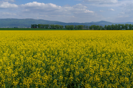 Vast yellow rapeseed field in full bloom with a forest and mountains in the background under a cloudy sky.の写真素材