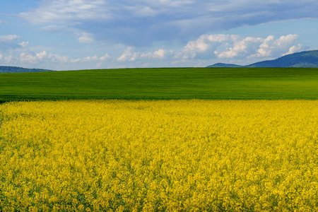 Bright rapeseed field in the foreground, followed by a green meadow, distant mountain range and a sky filled with clouds.の写真素材