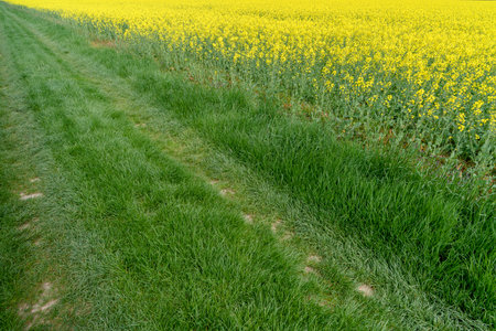 A landscape divided diagonally between a grassy path and a yellow blooming rapeseed field under natural light.の写真素材