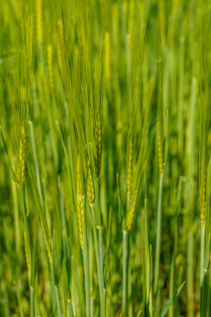 A close-up of a green rye field with unripe ears of grain, covering the entire frame in natural texture.の写真素材
