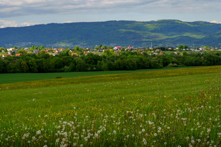 colorful flower meadow with blooming blossoms leading to a tree line, a village on a small hill behind, forested mountains, and a blue sky with white cloudsの写真素材