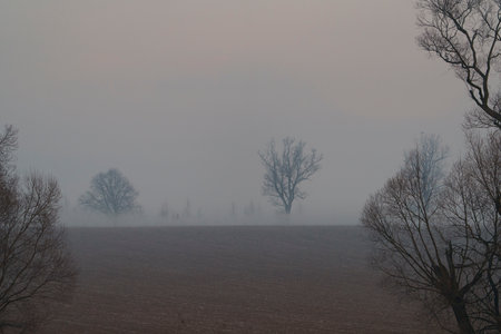 Foggy farmland with bare trees and faint mountain silhouetteの写真素材